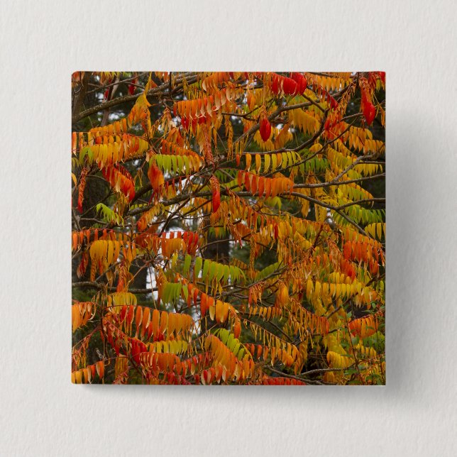 Sumac tree in autumn colour in Whitefish, 15 Cm Square Badge (Front)
