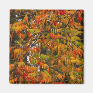 Sumac tree in autumn colour in Whitefish, Magnet
