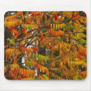 Sumac tree in autumn colour in Whitefish, Mouse Mat