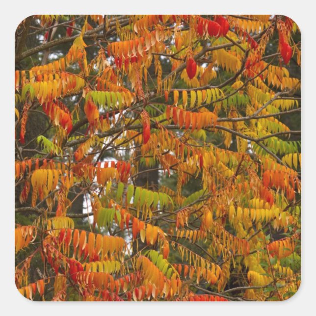 Sumac tree in autumn colour in Whitefish, Square Sticker (Front)
