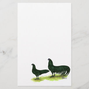 Sumatra Black Chickens