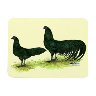 Sumatra Black Chickens Magnet