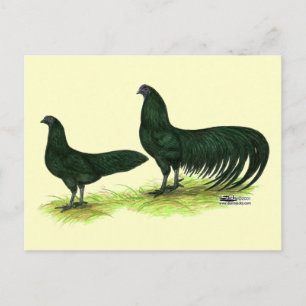 Sumatra Black Chickens Postcard