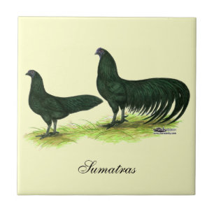 Sumatra Black Chickens Tile