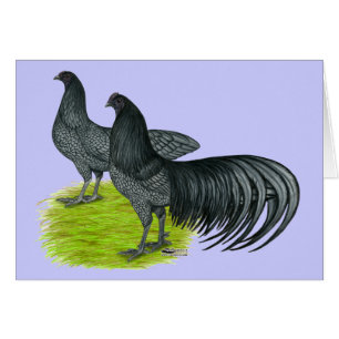 Sumatra:  Blue Pair