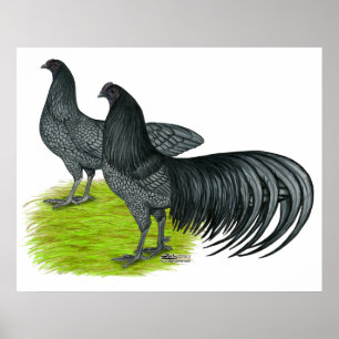 Sumatra:  Blue Pair Poster