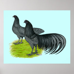 Sumatra:  Blue Pair Poster