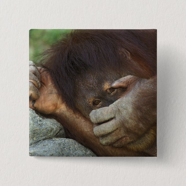 Sumatran Orangutan, Pongo pygmaeus 15 Cm Square Badge (Front)