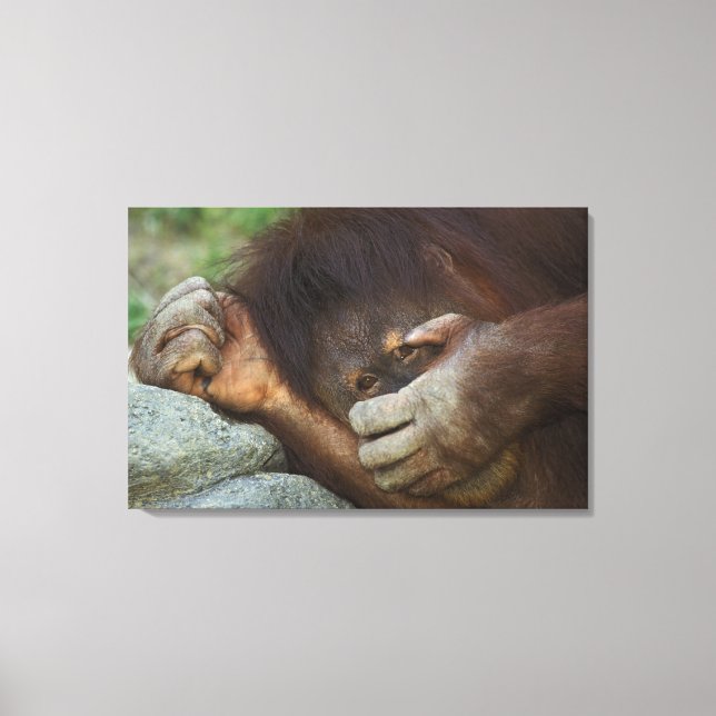 Sumatran Orangutan, Pongo pygmaeus Canvas Print (Front)
