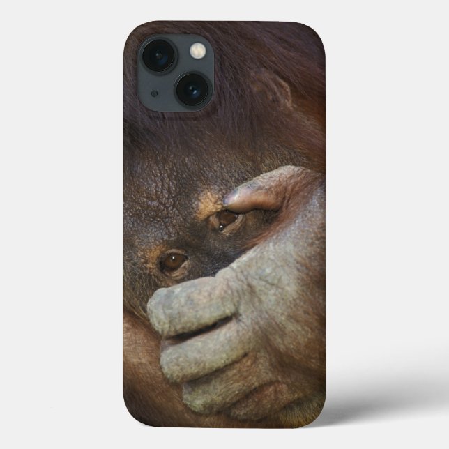 Sumatran Orangutan, Pongo pygmaeus Case-Mate iPhone Case (Back)