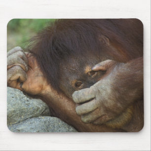 Sumatran Orangutan, Pongo pygmaeus Mouse Mat