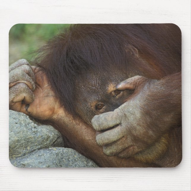 Sumatran Orangutan, Pongo pygmaeus Mouse Mat (Front)