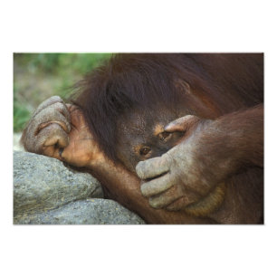 Sumatran Orangutan, Pongo pygmaeus Photo Print