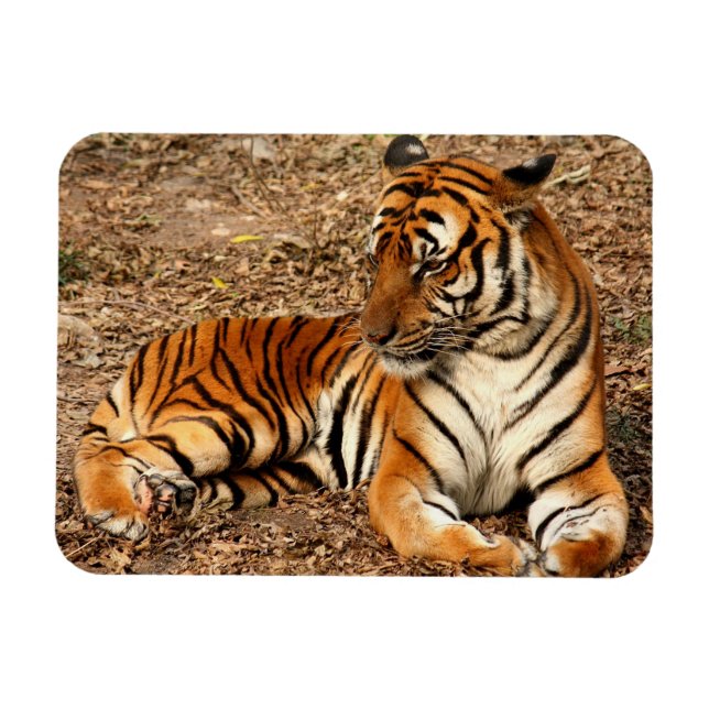 Sumatran Tiger 2 Magnet (Horizontal)