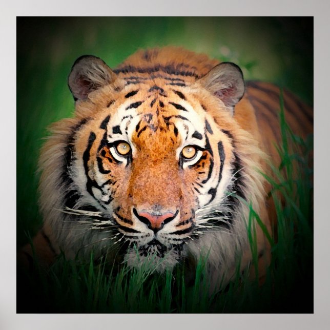 Sumatran Tiger Art Print Poster (Front)