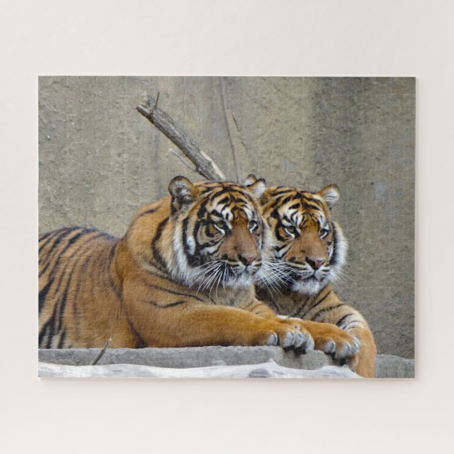 Sumatran Tiger. Big Cats. Jigsaw Puzzle (Horizontal)