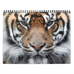 Sumatran Tiger Calendar