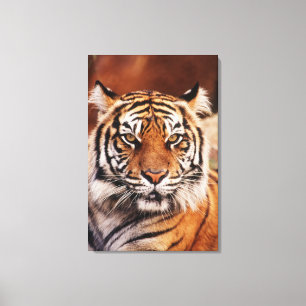 Sumatran Tiger Canvas Print