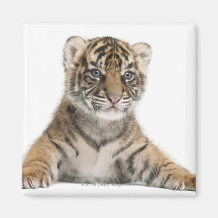 Sumatran Tiger cub Magnet