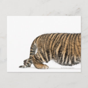 Sumatran Tiger cub - Panthera tigris sumatrae (3 Postcard