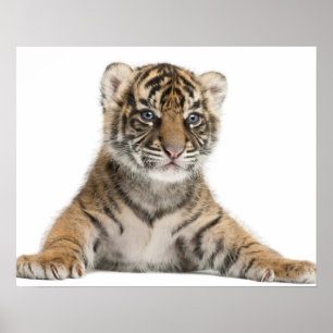 Sumatran Tiger cub Poster