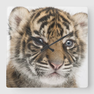 Sumatran Tiger cub Square Wall Clock