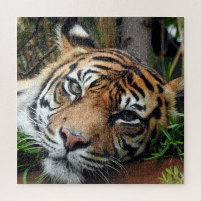 Sumatran Tiger Jigsaw Puzzle (Vertical)