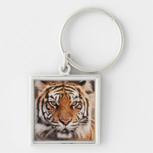 Sumatran Tiger Key Ring