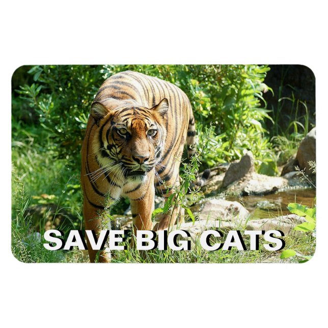 Sumatran Tiger Magnet (Horizontal)