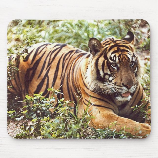 sumatran tiger mouse mat (Front)