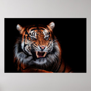 Sumatran tiger (Panthera tigris sumatrae) beautifu Poster
