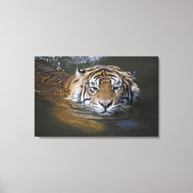 Sumatran tiger, Panthera tigris sumatrae Canvas Print (Front)