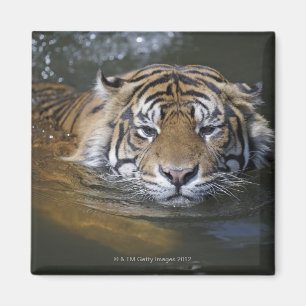 Sumatran tiger, Panthera tigris sumatrae Magnet