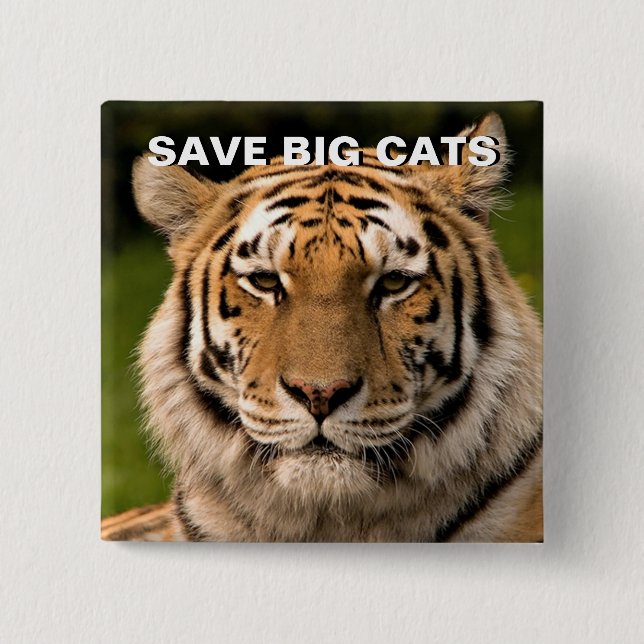 Sumatran Tiger Portrait 15 Cm Square Badge (Front)