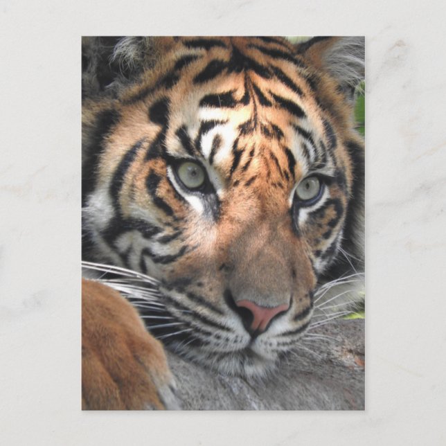 Sumatran Tiger Postcard (Front)