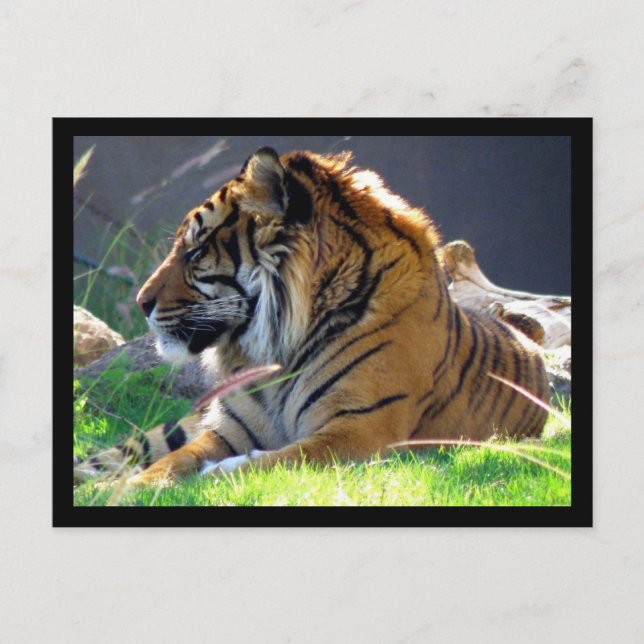 Sumatran Tiger Postcard (Front)