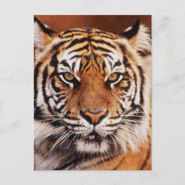 Sumatran Tiger Postcard (Front)