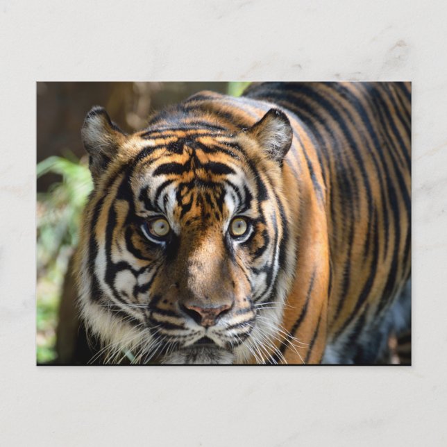 Sumatran Tiger Postcard (Front)