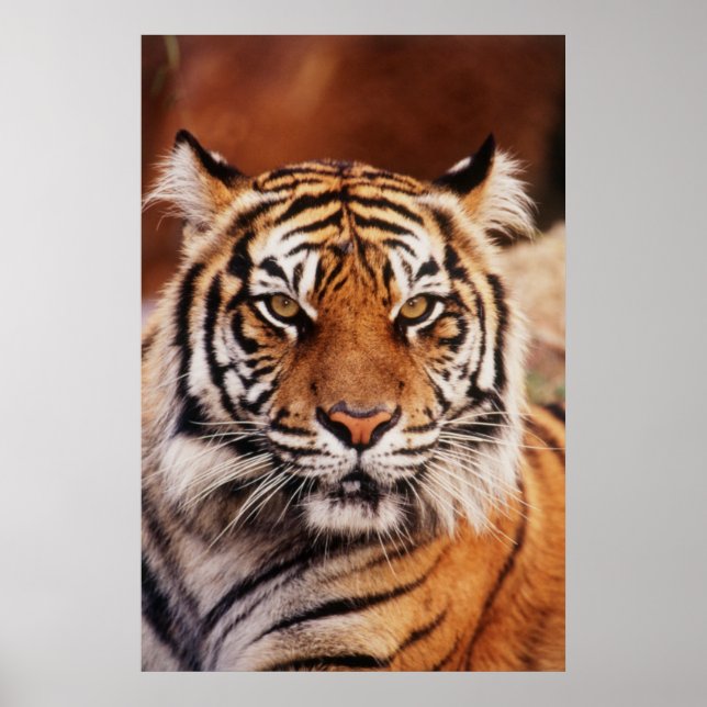 Sumatran Tiger Poster (Front)