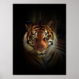 Sumatran Tiger Poster Print