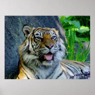 Sumatran Tiger print