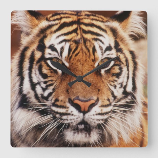 Sumatran Tiger Square Wall Clock (Front)