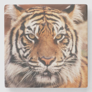 Sumatran Tiger Stone Coaster