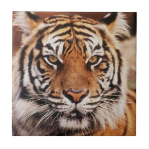 Sumatran Tiger Tile