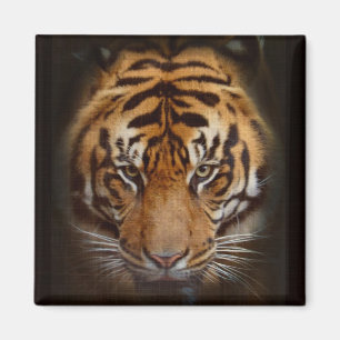 Sumatran Tiger Wildlife Big Cat Lover Photo Magnet