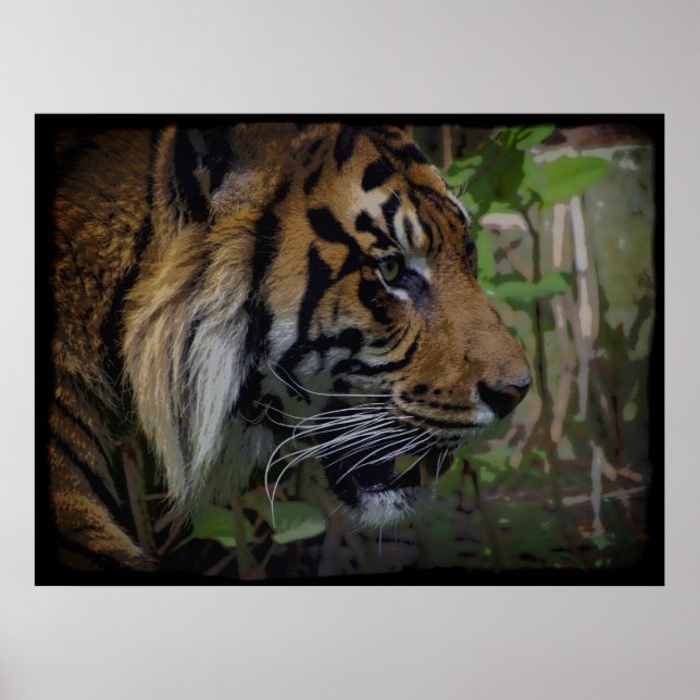 Sumatran Tiger Wildlife Big Cat-Lover Poster (Front)