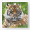 Sumatran Tiger Wildlife Photo