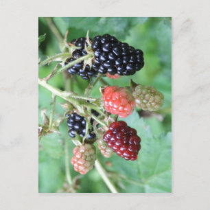Summary Description Blackberries in a range of rip Postcard