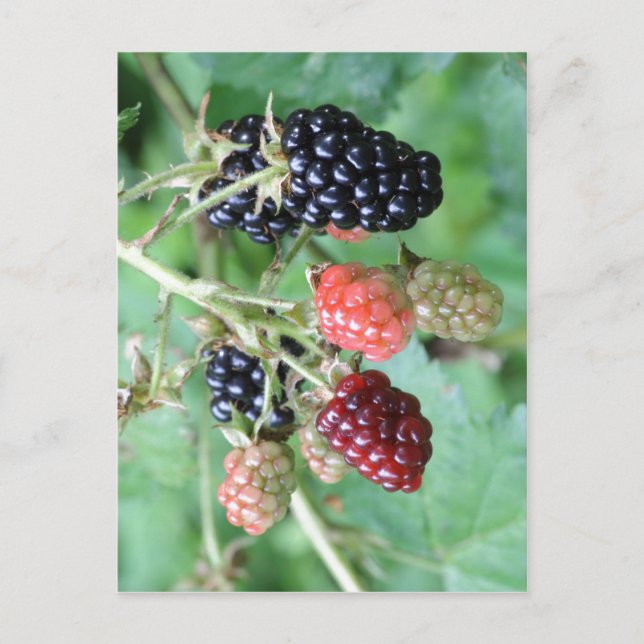 Summary Description Blackberries in a range of rip Postcard (Front)
