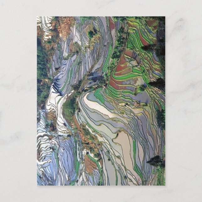 Summary Description Terrace rice fields in Yunnan  Postcard (Front)